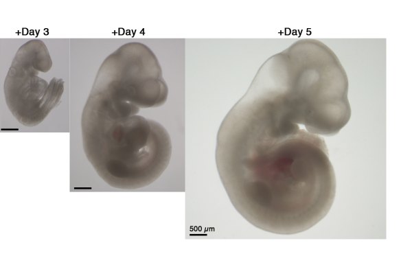 A mouse embryo over a five-day period. 