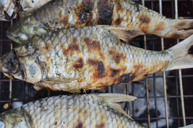 Grilled fish barbecue grill, showcasing deliciously charred exterior and appetizing appearance. fish are evenly cooked, highlighting rustic