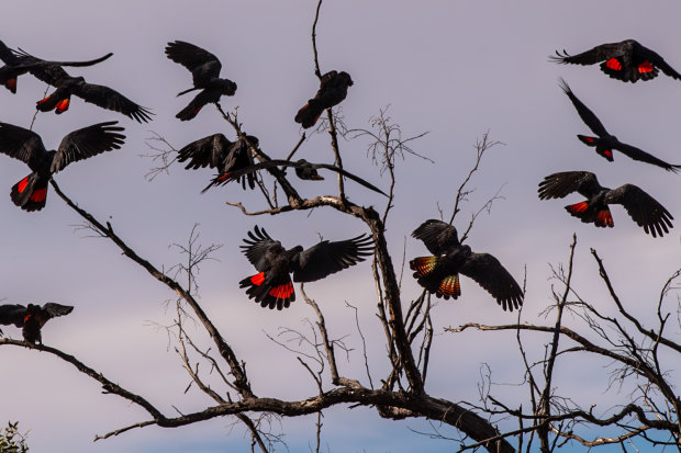 The birds rest in a tree.