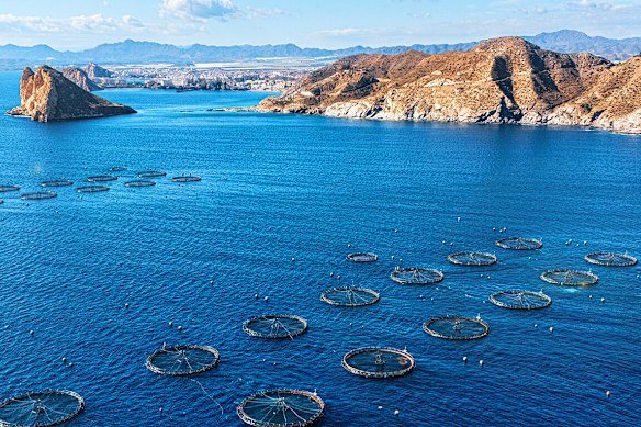 From a small, family-run farm in 1985 to a world-class seafood provider, Cooke Seafood’s decade of expertise mean exceptional quality is now on Australian plates. 