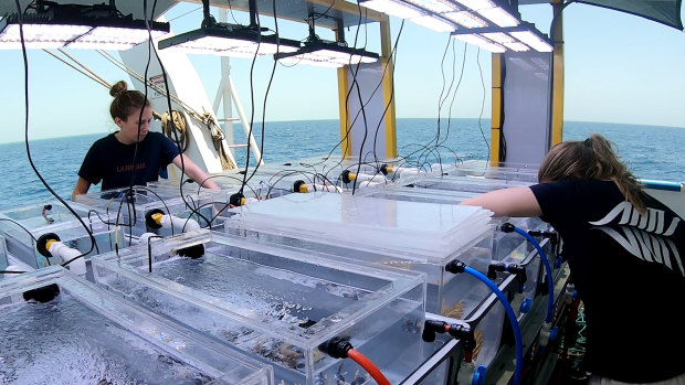 Researchers on the RV Solander examine coral samples being tested in the mobile lab