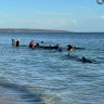 Rescuers attempt to save pilot whales stranded in Western Australia.