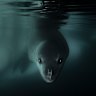 A curious leopard seal beneath the Antarctic ice.