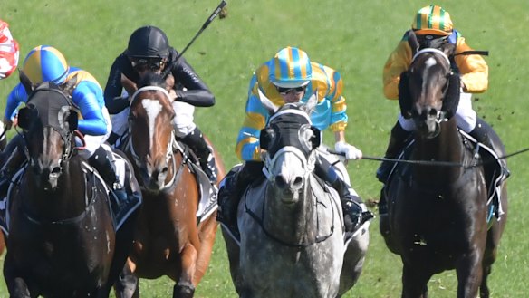 Happy days: My Nordic Hero, with Hugh Bowman in the saddle, wins the Festival Stakes.