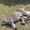 Man pleads guilty to 'gratuitously cruel' kangaroo killings
