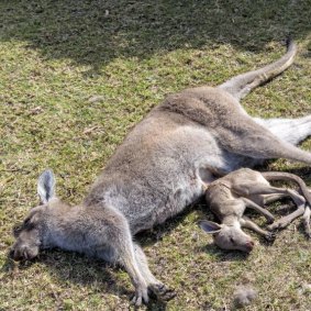 A kangaroo and her joey among the 21 killed on September 28 at Tura Beach.