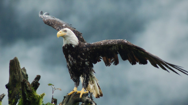 The Australian Koala Foundation wants Australia to use similar legislation to US legislation that saved the American bald eagle from extinction.