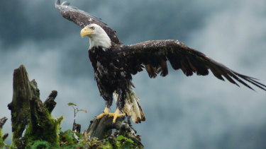 The Australian Koala Foundation wants Australia to use similar legislation to US legislation that saved the American bald eagle from extinction.