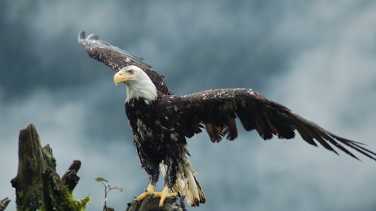 The Australia Koala Foundation wants Australia to use similar legislation to US legislation which saved the American Bald Eagle from extinction.