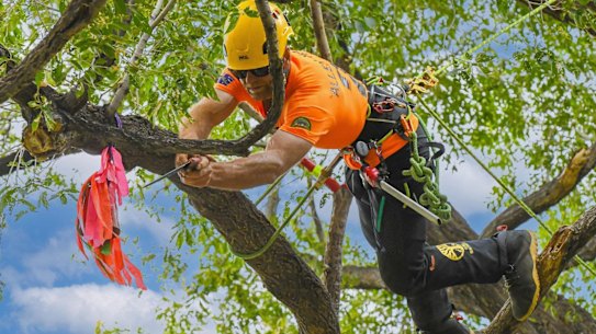 Out on a limb: Barton Allen-Hall at the 2023 International Tree Climbing Championship in Albuquerque, New Mexico.