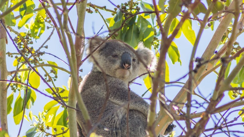 Climate authority questions viability of short-term carbon credits
