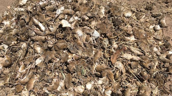 NSW Farmers say the bill for the mouse plague might top $1 billion