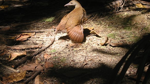 Conservation measures can work: the population of the endangered Lord Howe Island woodhen has more than doubled to about 565 since a rodent control program was implemented on the island in 2019.
