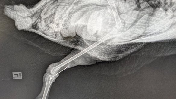 Una radiografía muestra un anzuelo alojado en un pollo del cisne que fue sacrificado el 19 de mayo.