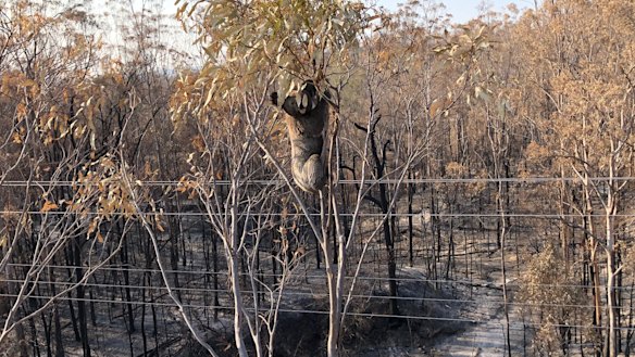 Koalas are quick to climb up the top of trees to escape flames, according to Ms Barrow.