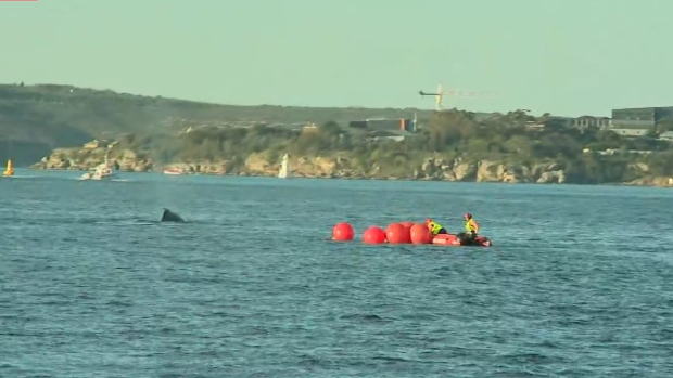 A humpback whale is trapped in fishing nets in Sydney Harbour. 