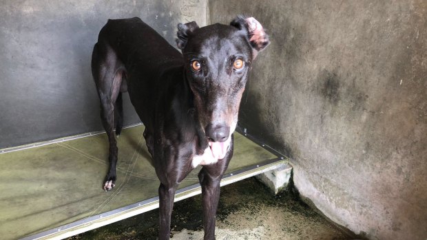 A greyhound at the 'Canidrome', Macau.