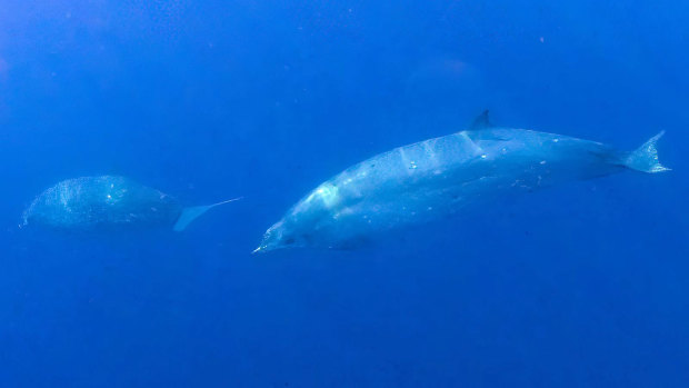 Possibly a new species of beaked whale discovered off the west coast of Mexico.