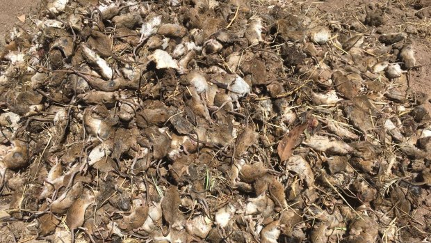 NSW Farmers say the bill for the mouse plague might top $1 billion