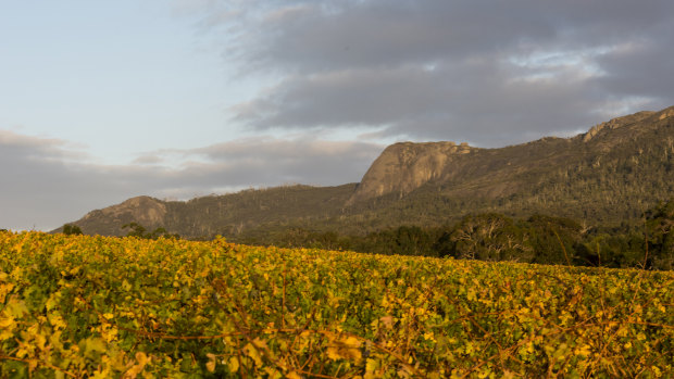 The Stirling and Porongurup ranges overlook Duke's Vineyard.