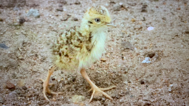 Four plains-wanderer chicks have been born in captivity in Victoria. 