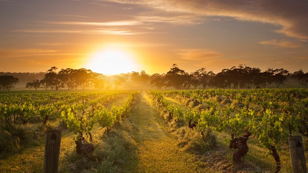 The vineyards of Henschke in Eden Valley.