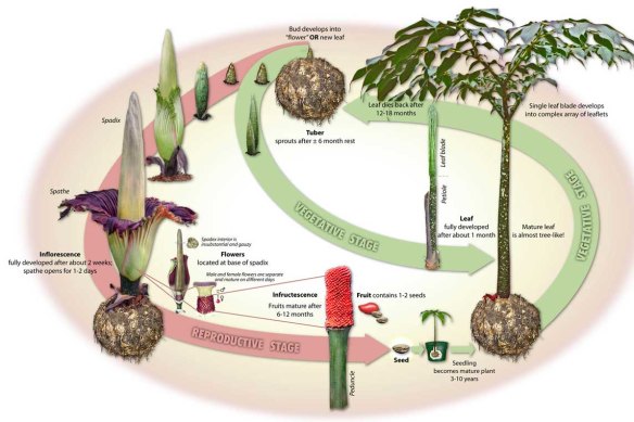 The extraordinary corpse flower life cycle.