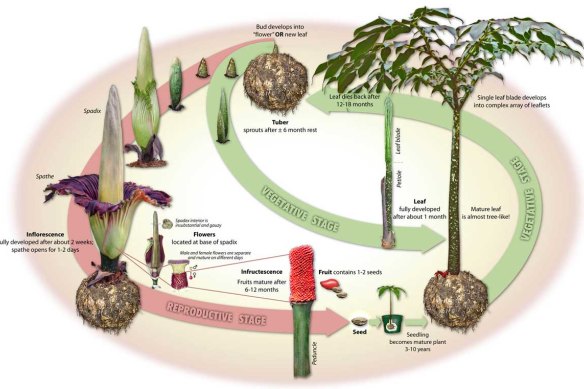 The corpse flower life cycle.
