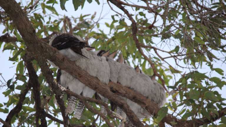 No laughing matter: Kookaburras gather on a single branch at Avalon on Sydney's northern beaches.