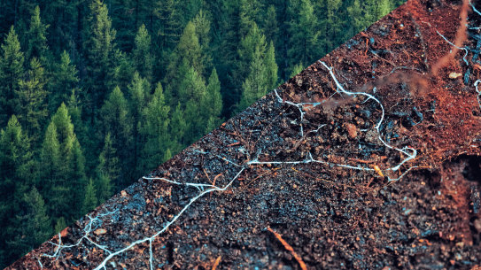 Canada’s British Columbia forests; Mycorrhizae in the soil between Douglas firs. 