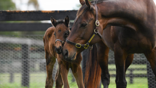 Champion racehorse WINX with her new baby foal in the Hunter Valley, New South Wales.