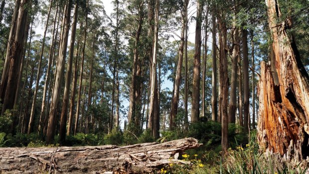 Forest regeneration funding misses burning issue