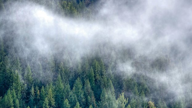 Canada’s British Columbia forests, which ignited Suzanne Simard’s passion.