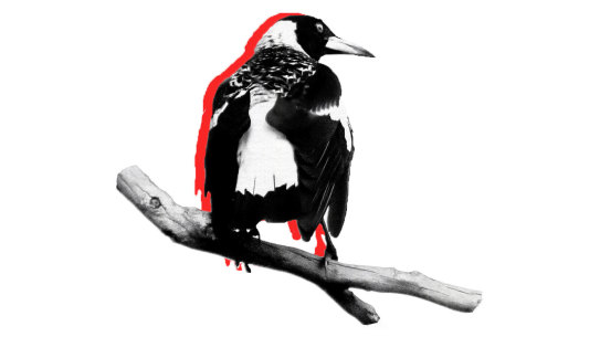 Magpies swoop explainer