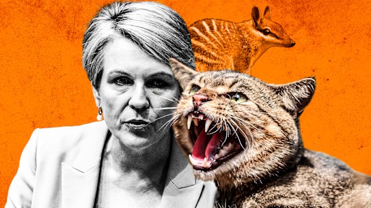 Environment and Water Minister Tanya Plibersek is developing a new plan to tackle feral cats, as she reveals that the list of native wildlife threatened with extinction grows. 
