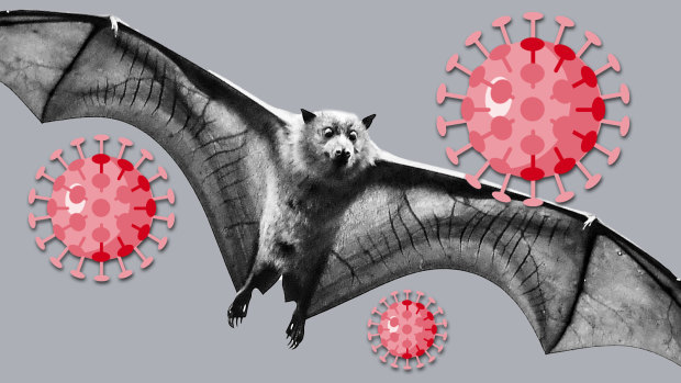 Can you catch COVID-19 from Aussie bats? When are you immune? Your questions answered