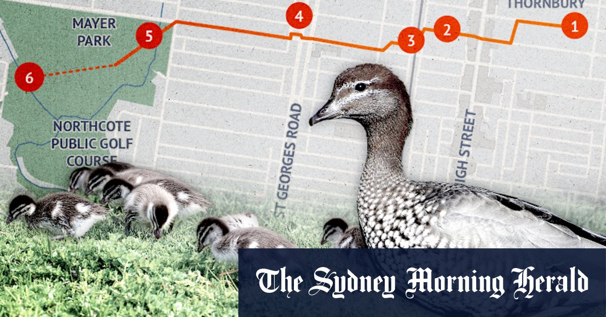 Fear and tears as group escorts lucky ducks on perilous 3km waddle across city, via KFC - Vimarsana News