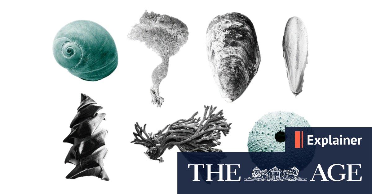 Tongues covered in teeth. Eggs like corkscrews. The secret lives of beach creatures revealed - Vimarsana News