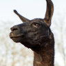 Winter, the llama: cuddly and full of antibodies to fight coronavirus