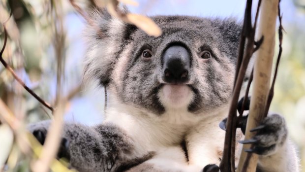 Environment ministers should lose sleep over state of koalas