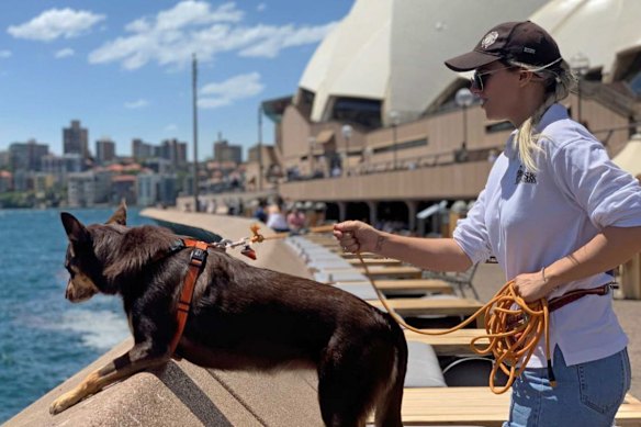 A seagull patrol dog in action at Circular Quay in Sydney.