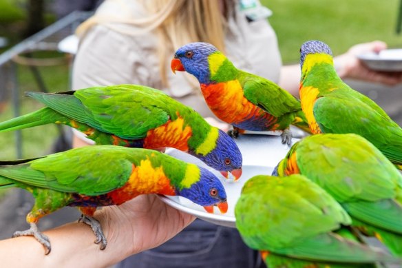 The daily lorikeet feeding at Currumbin Wildlife Sanctuary is free to both watch and take part in.