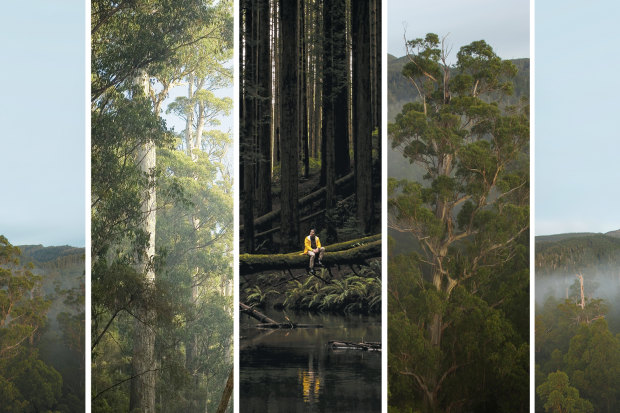 The Styx Valley in southern Tasmania and wildness in Victoria.