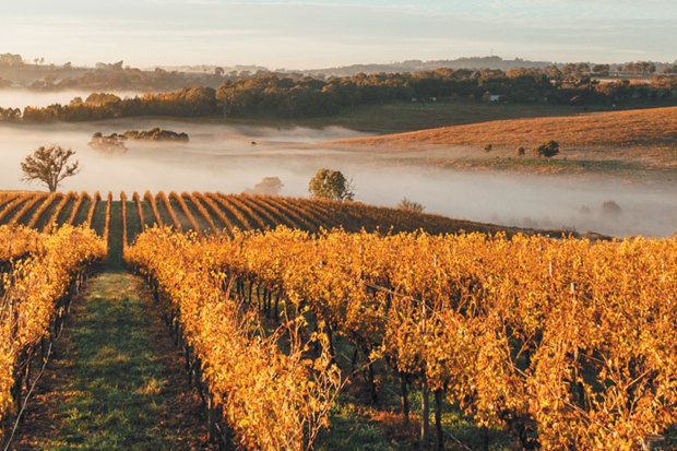 Hoosegg vineyard in Orange, one of many fine wine regions in NSW.