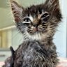 Titan the kitten was found in a vat of industrial glue.
