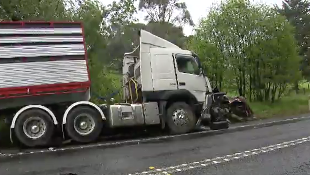 The truck, transporting cattle, hit the black sedan when the car was pushed into its path.