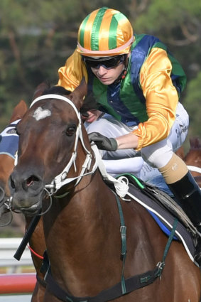 Strong claims: In-form apprentice Robbie Dolan has a good book of rides at Gosford, including Easy Eddie.