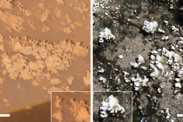 Silica structures on Mars’ Home Plate (left) compared with similar structures in Chile that are of microbial origin (right).