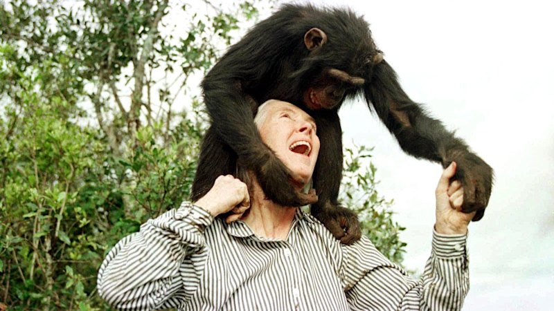 Jane Goodall, conservationist renowned for chimpanzee research, dies at 91
