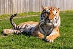Altai the tiger will not be euthanised after a man was fatally attacked at Yorkshire Wildlife Park.